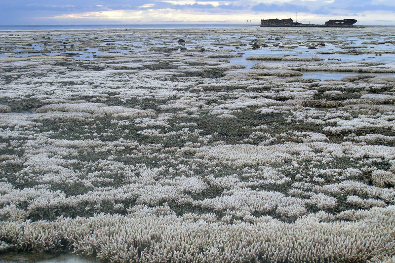 Great Barrier Reef Bleaching Engagers “Precious Resources,” Researcher Says