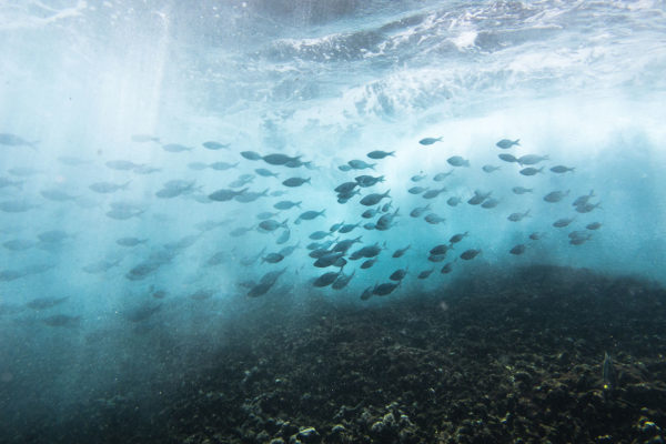 Researchers Use “Robomussels” to Monitor Climate Change