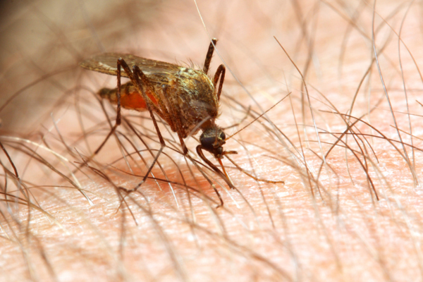 Economics Research Promotes Malaria Testing