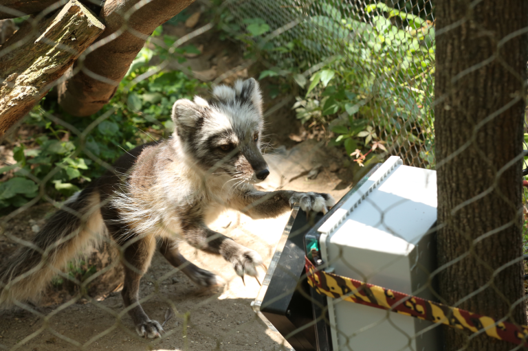 Zoo animals get innovative new toys from this groundbreaking class at Northeastern